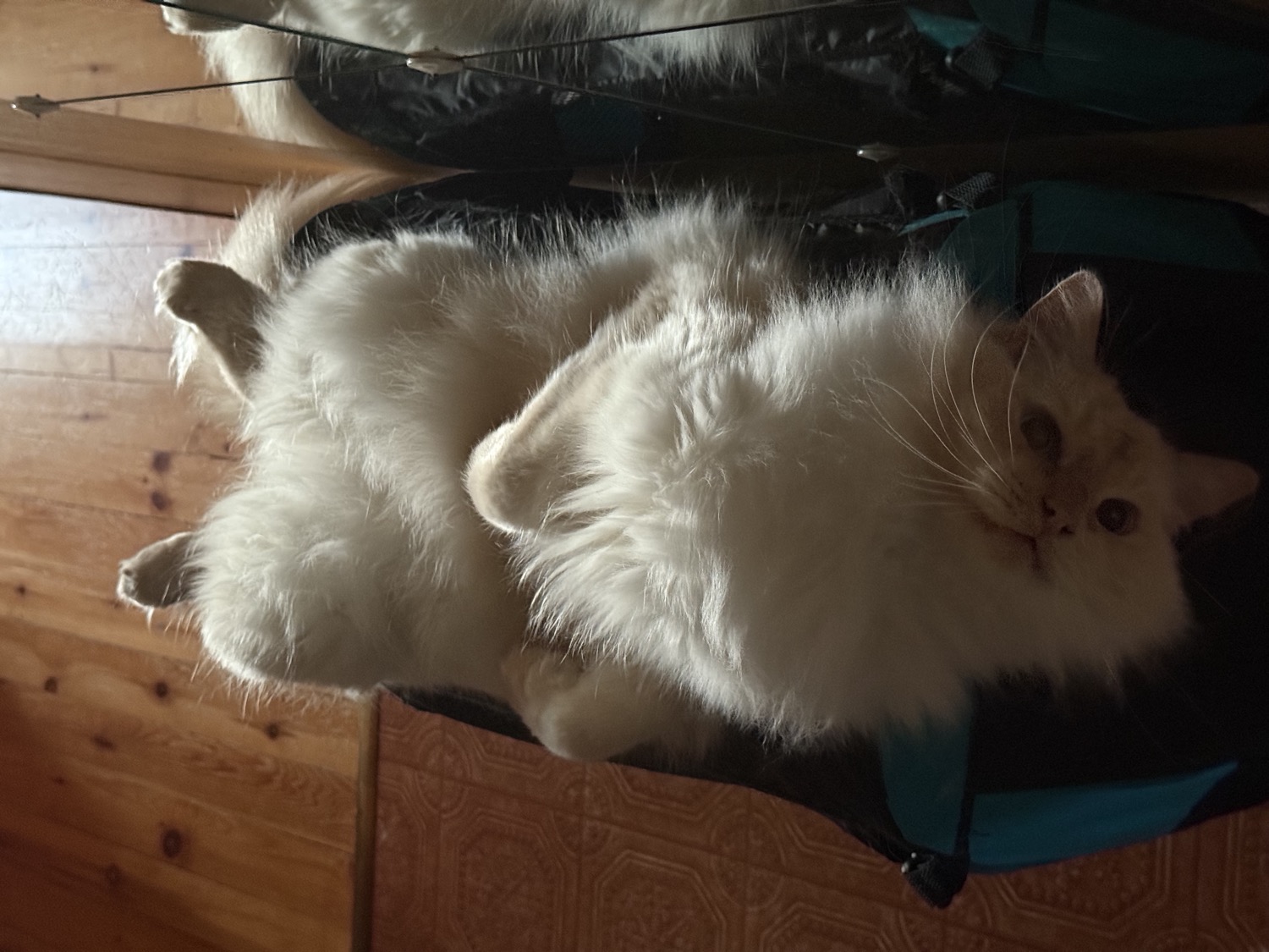 B0240D36 489C 44A3 980B D096F113A98E_1_105_c.jpeg